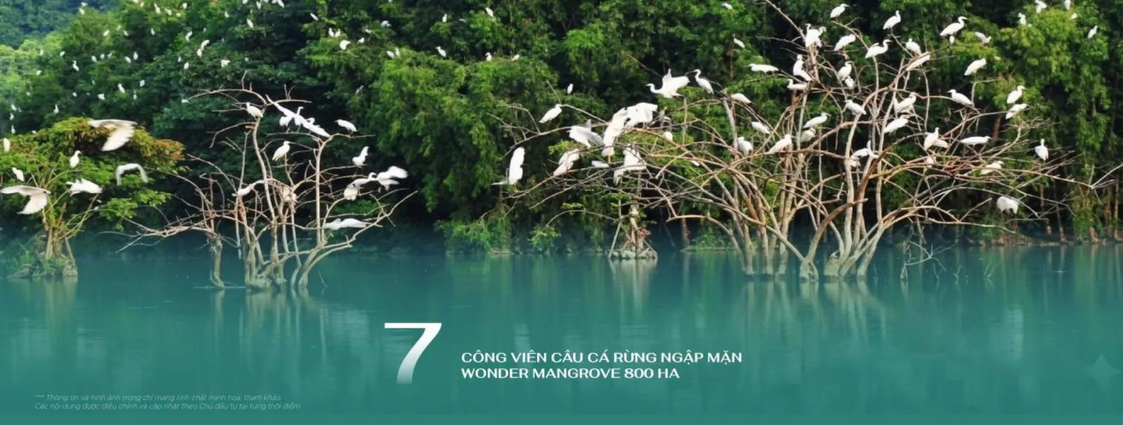 Công viên rừng ngập mặn 800ha